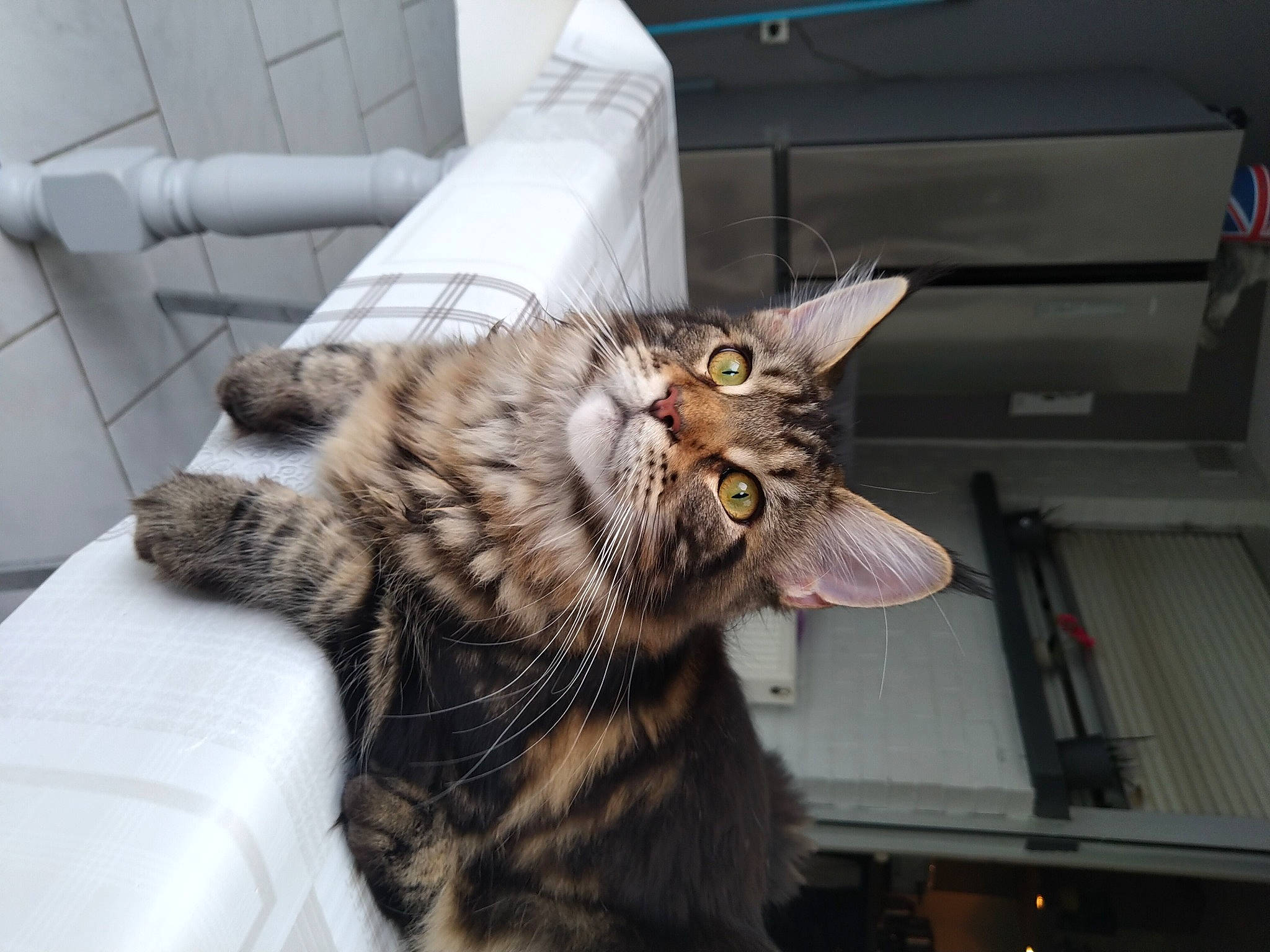 Suzie participe au concours pour gagner de l'argent avec cette photo : carnivore, cat, chair, claw, comfort, couch, domestic_short_haired_cat, ear, eye, fang, felidae, fur, gesture, jaw, paw, sitting, small_to_medium_sized_cats, snout, tail, whiskers