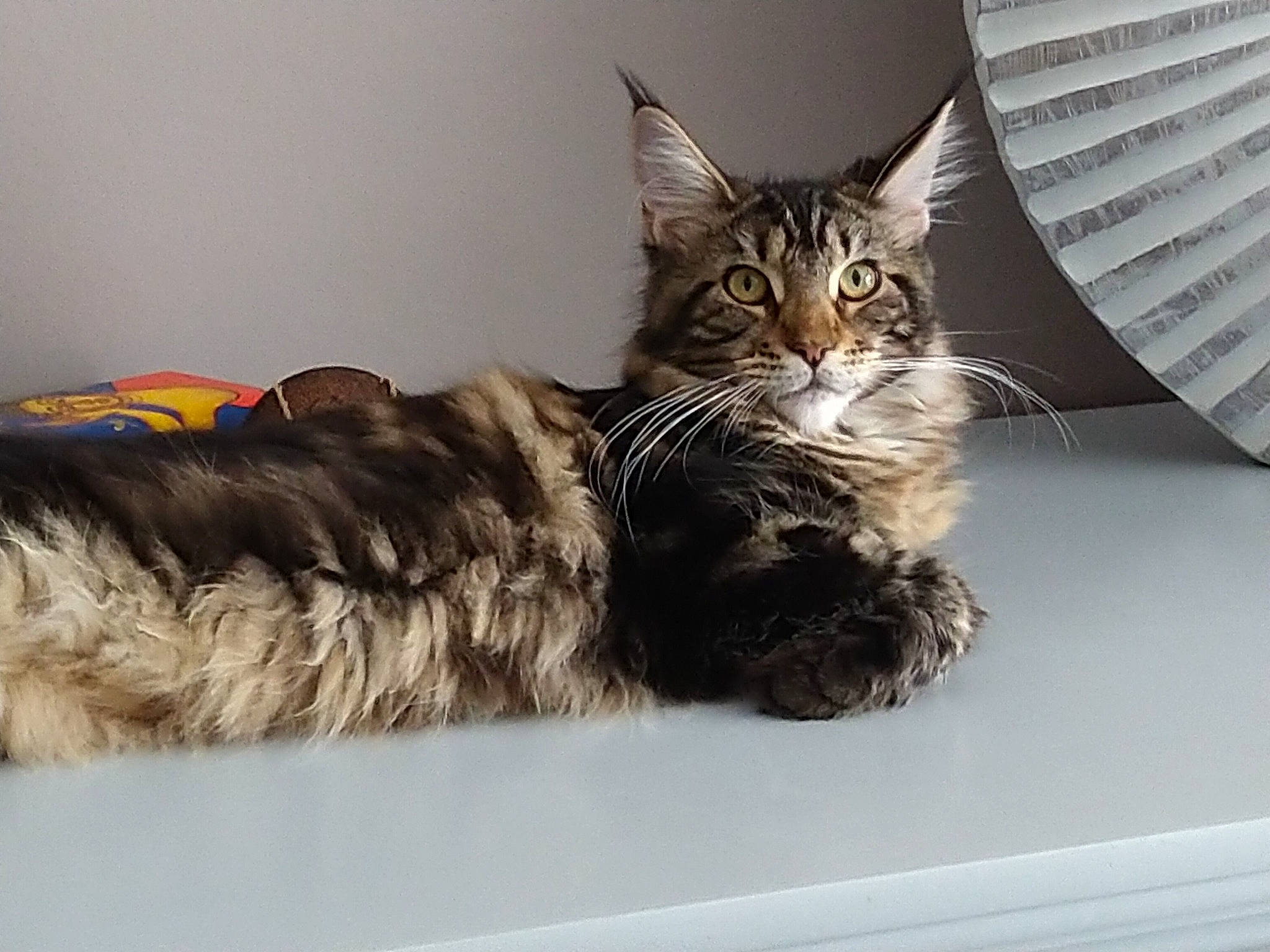 Suzie a rejoint le concours — aidez-le/la à gagner de superbes lots ! carnivore, cat, claw, comfort, domestic_short_haired_cat, felidae, fur, maine_coon, mammal, paw, small_to_medium_sized_cats, snout, tail, vertebrate, whiskers