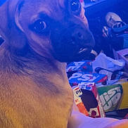 Chewbacca is registered to the contest to win money with this photo: dog, puppy, pet, face, eyes, fur, close_up, portrait, side_view, indoor, tv_screen, box, packaging, clutter, couch, human_arm, sitting, brown_coat, cute, curious