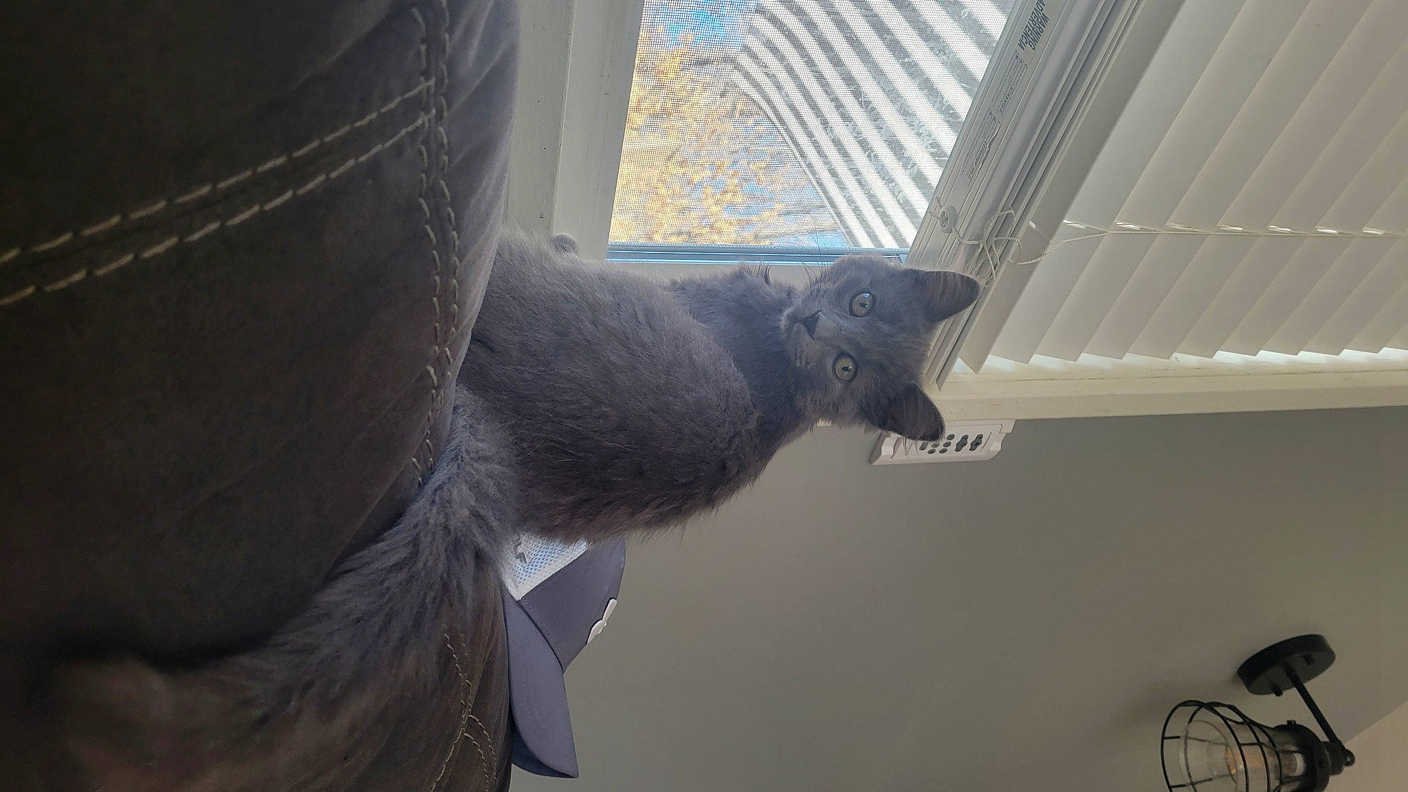 Puff joined the competition — help win amazing prizes! art, building, ceiling, daylighting, felidae, fur, glass, grey, mechanical_fan, room, sculpture, shadow, small_to_medium_sized_cats, tail, terrestrial_animal, whiskers, window, wing, wood