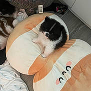 Theodore Ozai joined the competition — help win amazing prizes! puppy, dog, plush, cushion, floor, toy, stuffed_animal, black_and_white, cute, indoors, pet, small_dog, animal_face, cozy, flooring, home, soft_toy, carpet, foot, blanket