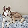 dog, husky, pet, animal, canine, fur, fluffy, lying_down, resting, indoors, blanket, bed, cozy, portrait, looking_at_camera, ears_up, tail, paw, cute, companion
