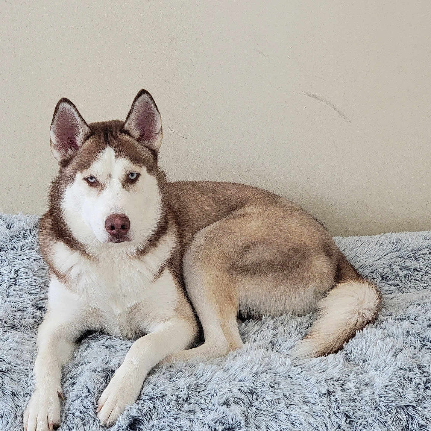 Zeus