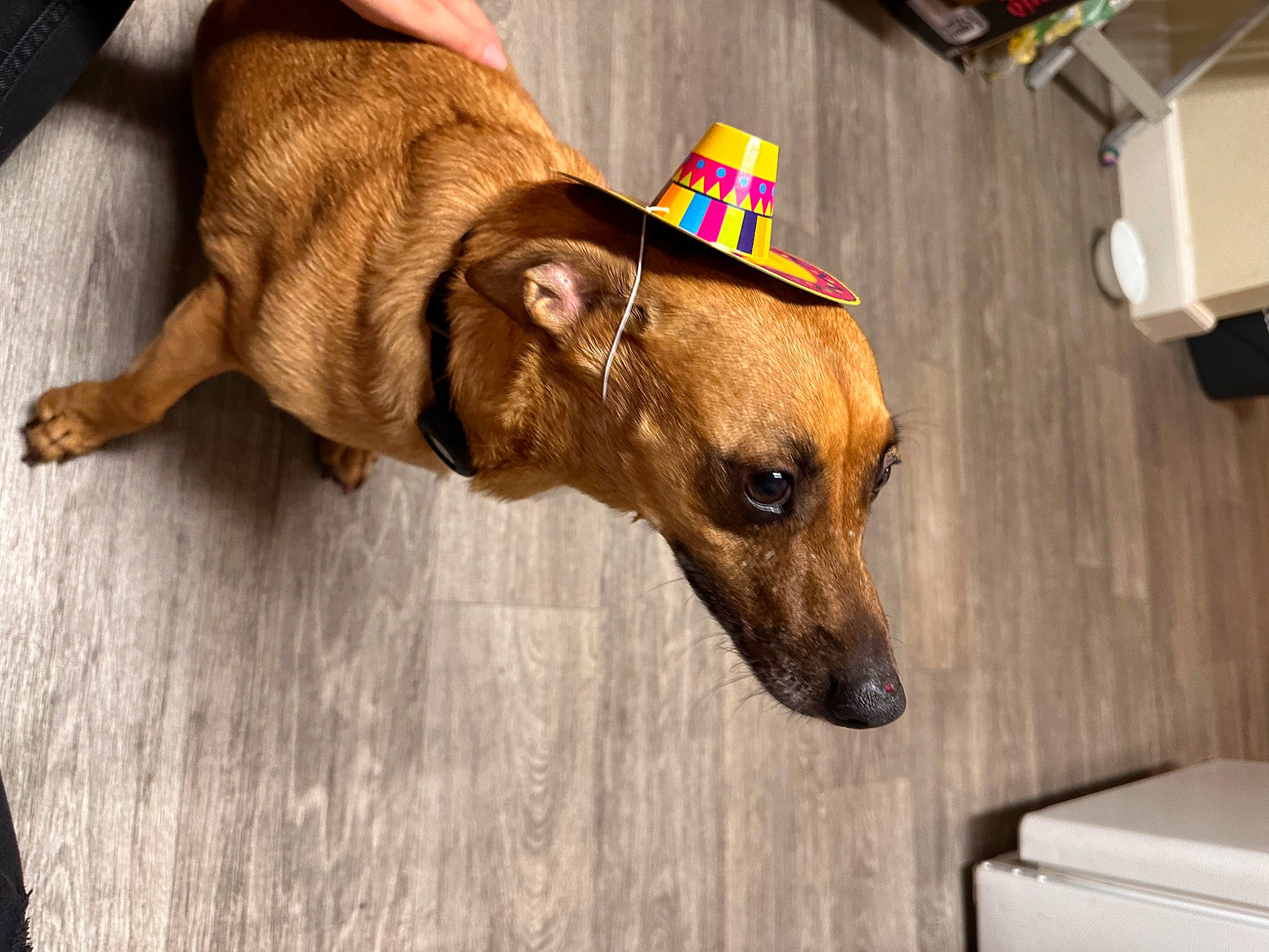 Koa joined the competition — help win amazing prizes! canidae, carnivore, collar, companion_dog, dog, dog_breed, dog_clothes, dog_collar, dog_supply, fashion_accessory, fawn, flooring, liver, pet_supply, rampur_greyhound, snout, sporting_group, whiskers, wood, working_animal