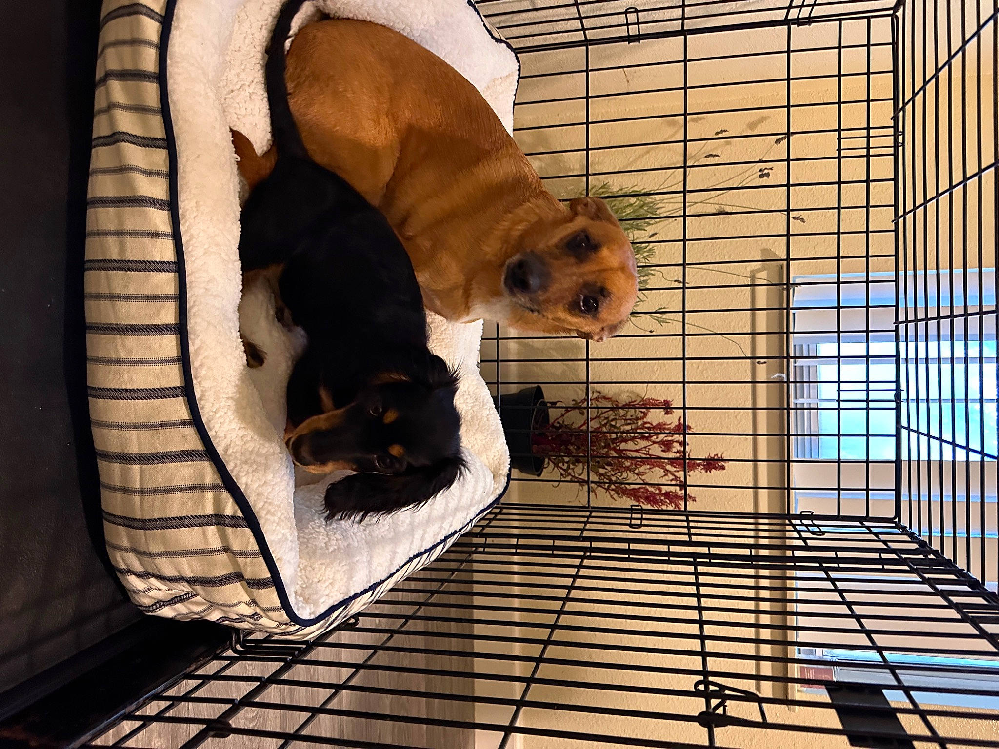 Koa is registered to the contest to win money with this photo: animal_shelter, canidae, carnivore, comfort, companion_dog, dog, dog_breed, dog_crate, dog_supply, doghouse, fawn, flooring, kennel, mammal, mesh, pet_supply, snout, sporting_group, vertebrate, working_animal