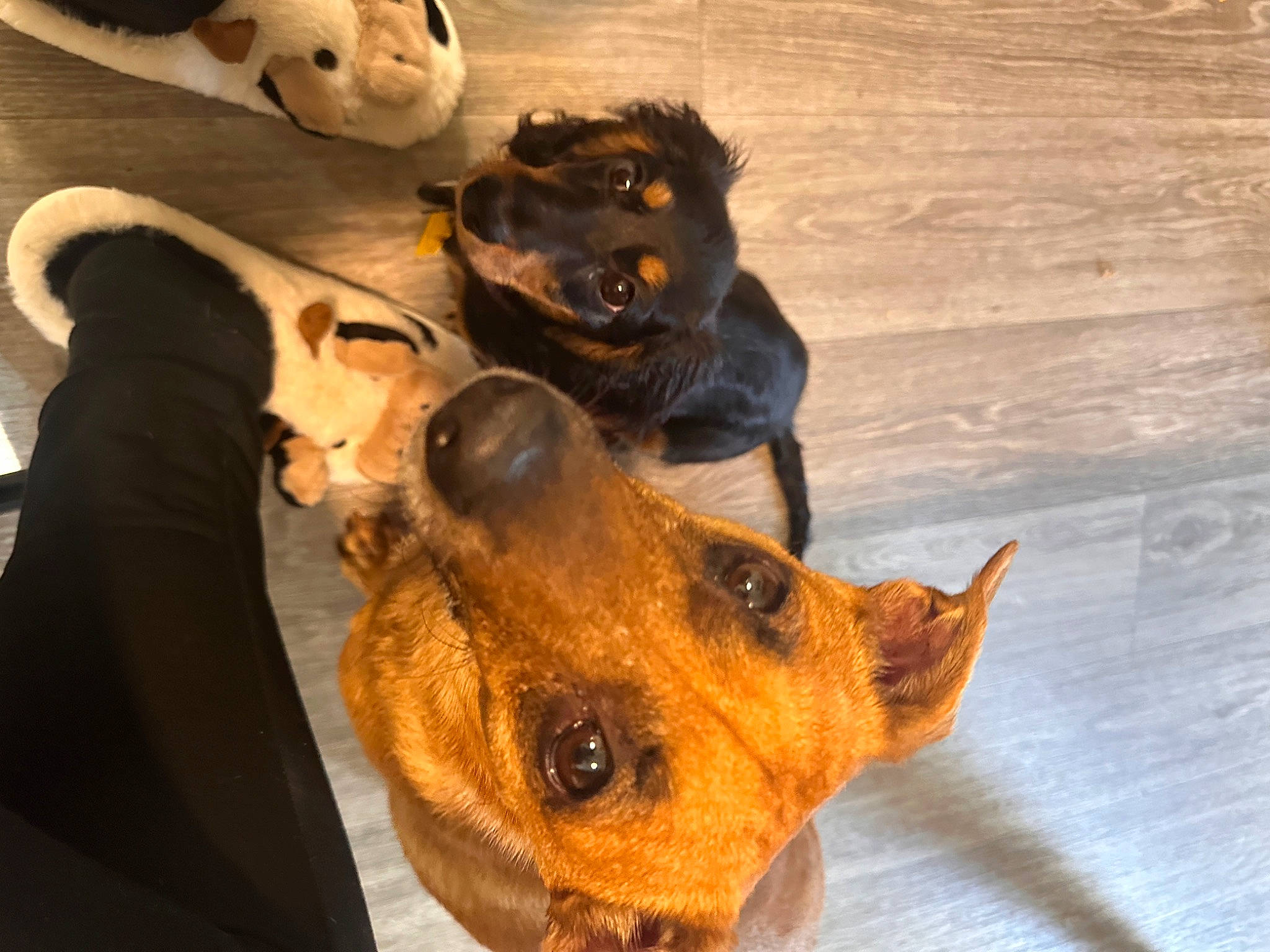 Koa joined the competition — help win amazing prizes! canidae, carnivore, collar, companion_dog, dobermann, dog, dog_breed, ear, fawn, fur, guard_dog, mammal, paw, snout, sporting_group, vertebrate, whiskers, wood, working_animal, working_dog