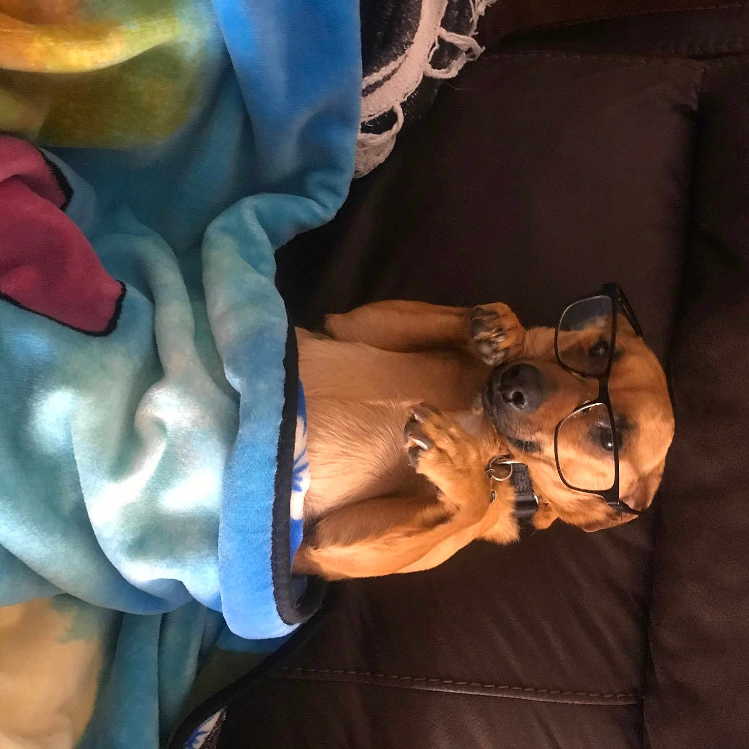 Koa