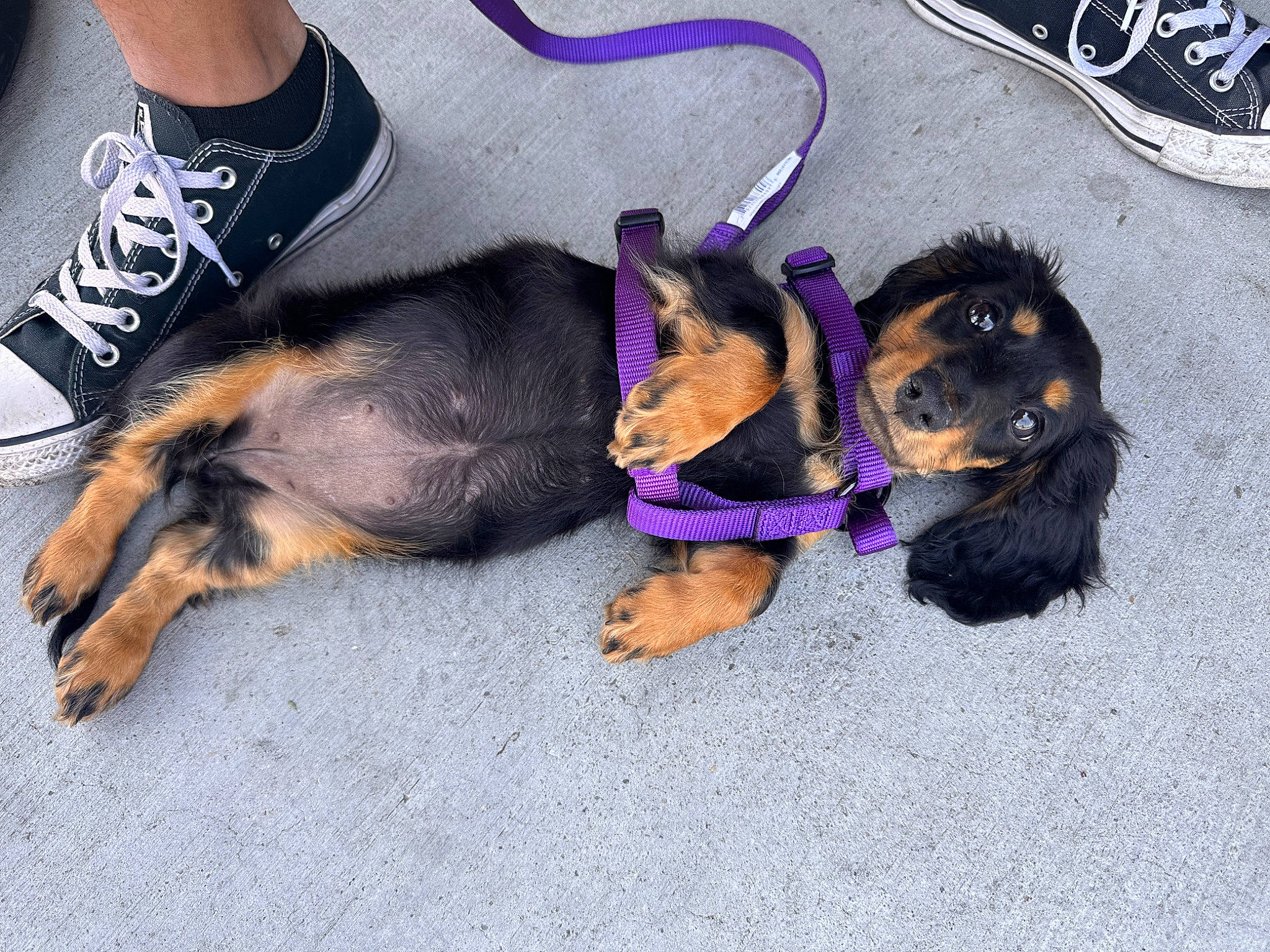 Noodle joined the competition — help win amazing prizes! canidae, carnivore, collar, companion_dog, dog, dog_breed, dog_supply, electric_blue, fawn, fur, human_leg, leash, paw, pet_supply, snout, sock, sporting_group, working_animal, working_dog, wrist