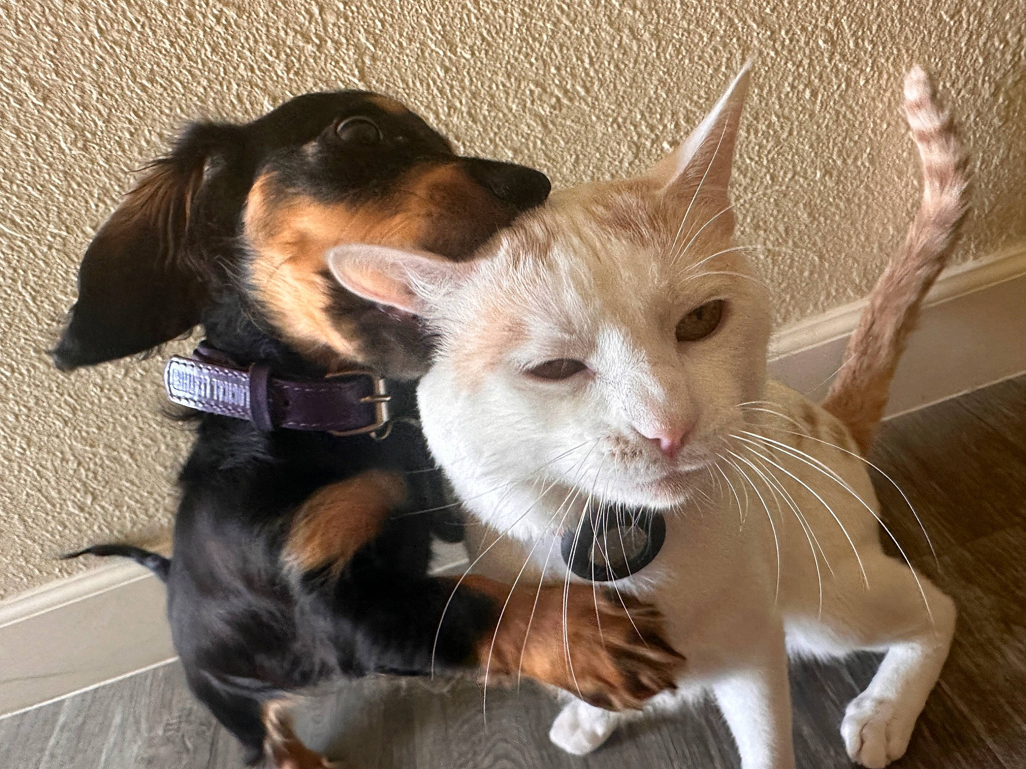 Noodle is registered to the contest to win money with this photo: canidae, carnivore, cat, claw, collar, companion_dog, dog, dog_breed, domestic_short_haired_cat, eyelash, fawn, felidae, fur, paw, small_to_medium_sized_cats, snout, terrestrial_animal, toy, whiskers, working_animal