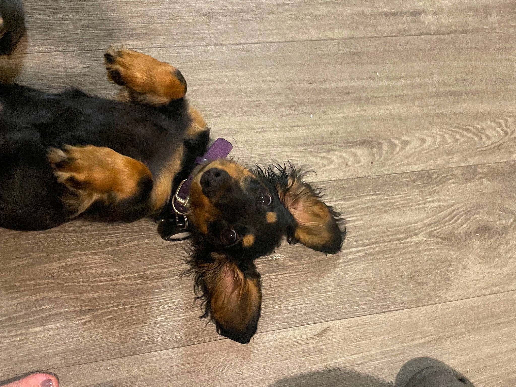 Noodle joined the competition — help win amazing prizes! canidae, carnivore, companion_dog, dog, dog_breed, fawn, flooring, fur, hardwood, liver, membrane_winged_insect, paw, sporting_group, tail, toy_dog, wood, wood_flooring, wood_stain, working_animal, working_dog