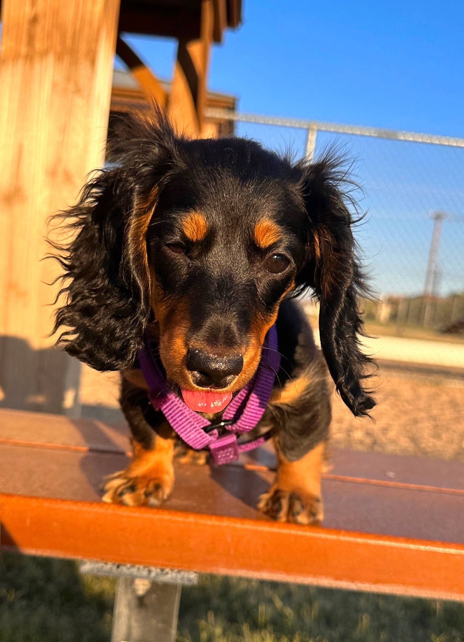 Noodle joined the competition — help win amazing prizes! canidae, carnivore, collar, companion_dog, dog, dog_breed, fun, happy, liver, sky, snout, sporting_group, working_animal, working_dog