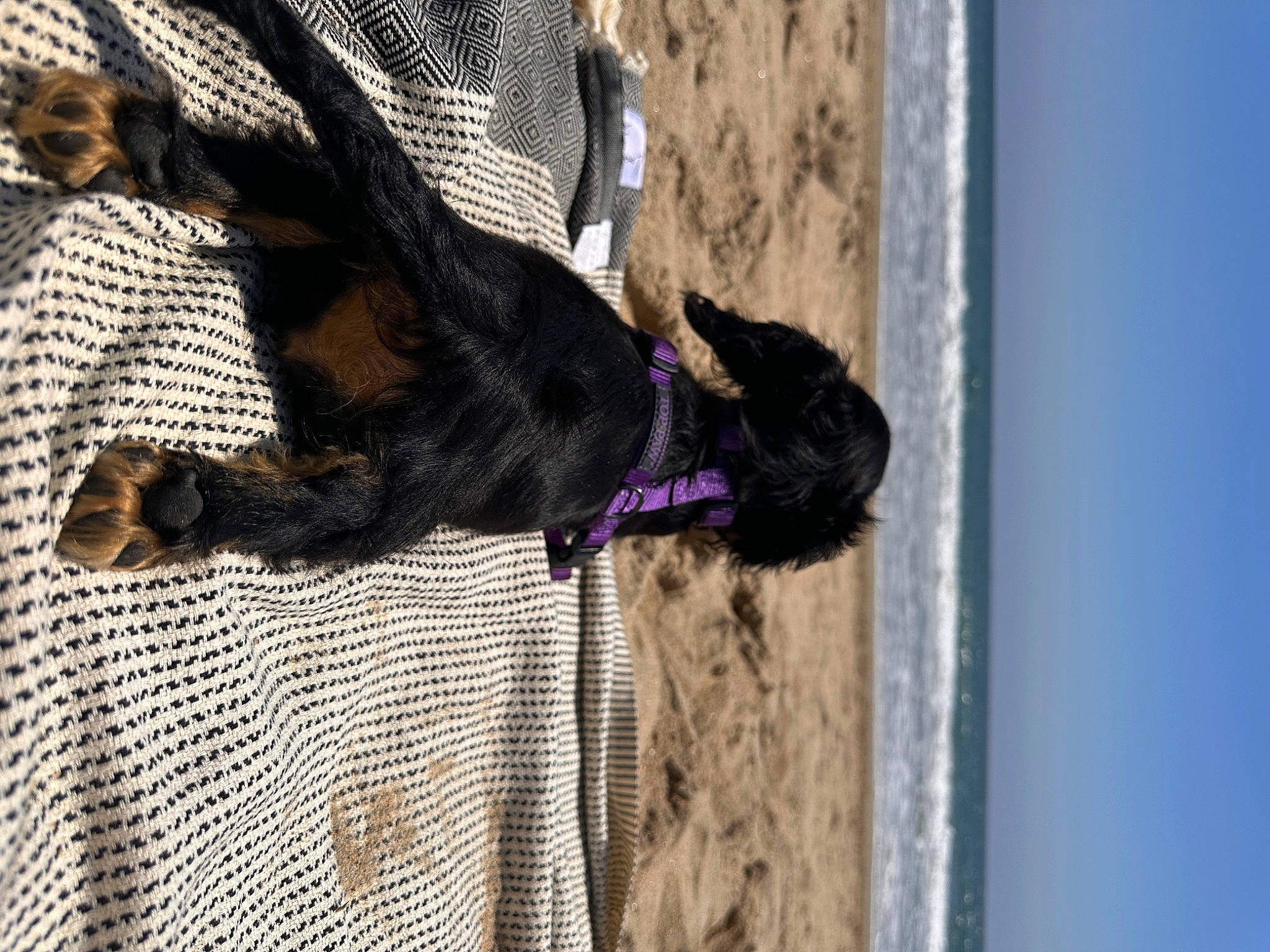 Noodle joined the competition — help win amazing prizes! canidae, carnivore, collar, dog, dog_breed, dog_collar, dog_supply, fashion_accessory, fawn, felidae, fur, leash, liver, magenta, pattern, pet_supply, sky, tail, water, window