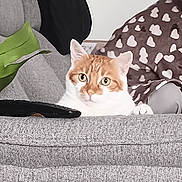 Garfield participe au concours pour gagner de l'argent avec cette photo : cat, orange_cat, white_cat, couch, remote_control, blanket, heart_pattern, indoor, pet, curious, feline, cozy, living_room, fur, whiskers, ears, eyes, resting, home, relaxation