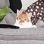 cat, orange_cat, white_cat, couch, remote_control, blanket, heart_pattern, indoor, pet, curious, feline, cozy, living_room, fur, whiskers, ears, eyes, resting, home, relaxation