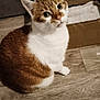 cat, brown_and_white, sitting, wooden_floor, cardboard_box, figurines, shelf, indoors, pet, curious, wide_eyes, close_up, feline, whiskers, ears, flooring, domestic_animal, house, looking_up, fur