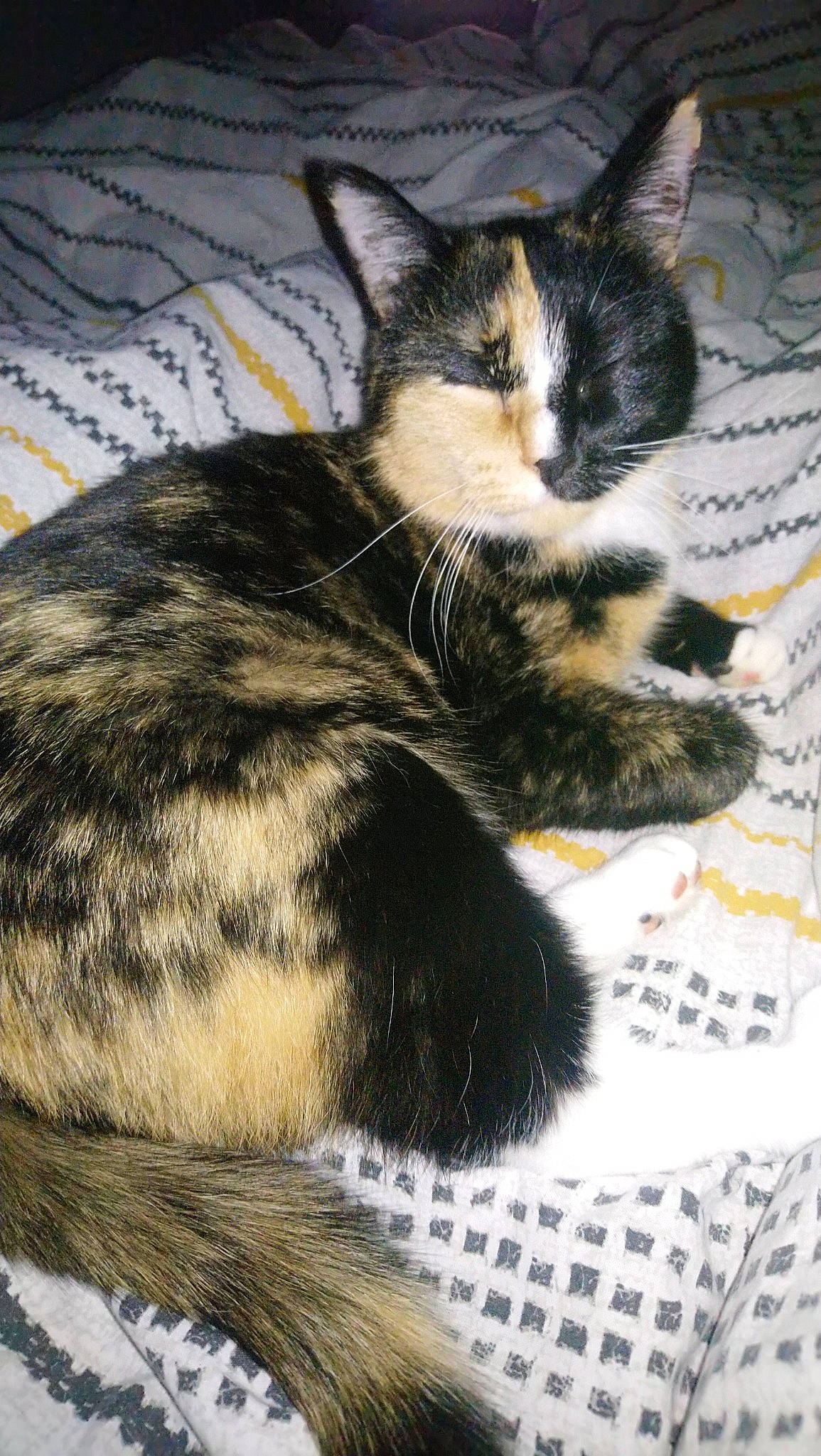 Chaussette a rejoint le concours — aidez-le/la à gagner de superbes lots ! carnivore, cat, claw, comfort, domestic_short_haired_cat, ear, eye, felidae, foot, fur, nap, pattern, paw, sleep, small_to_medium_sized_cats, snout, tail, terrestrial_animal, whiskers