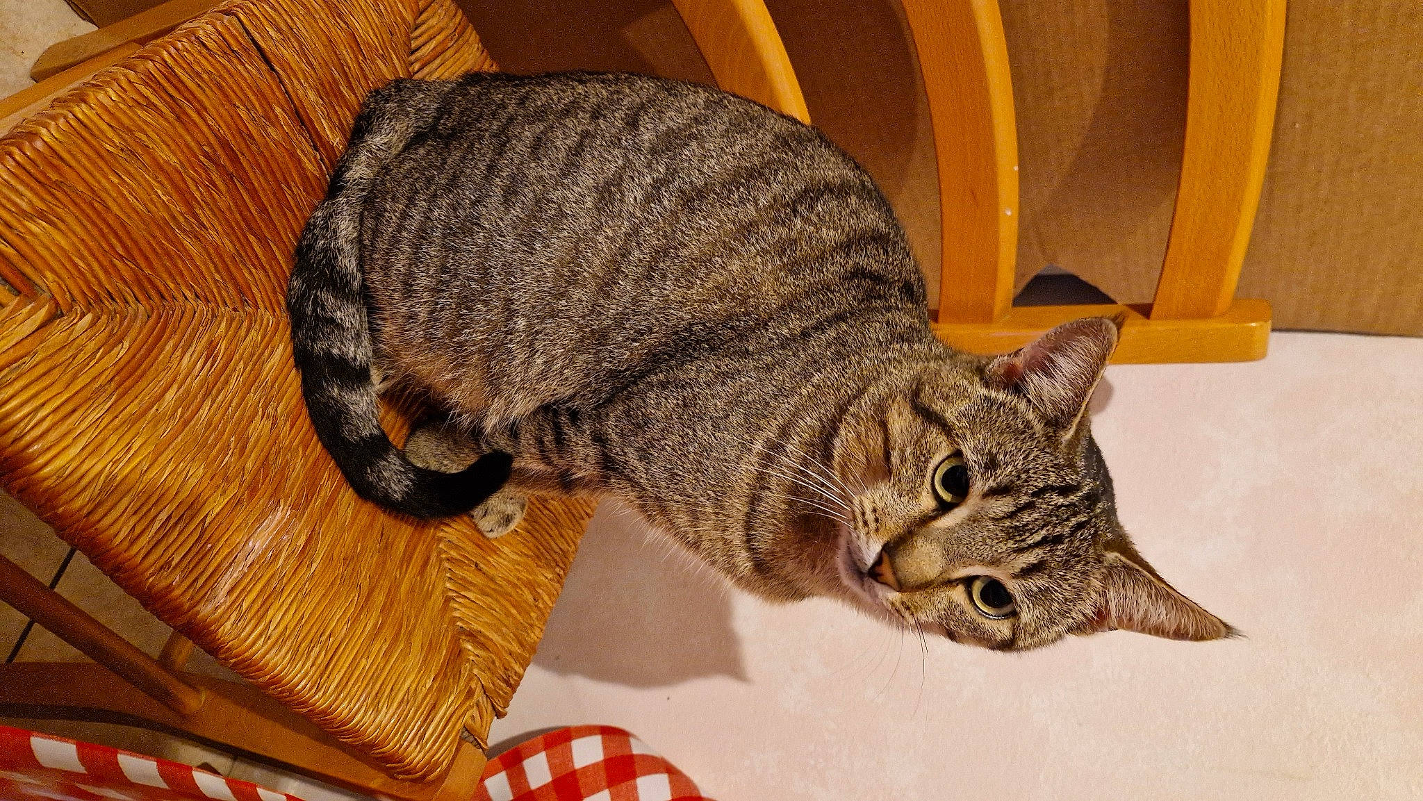 Tigrou