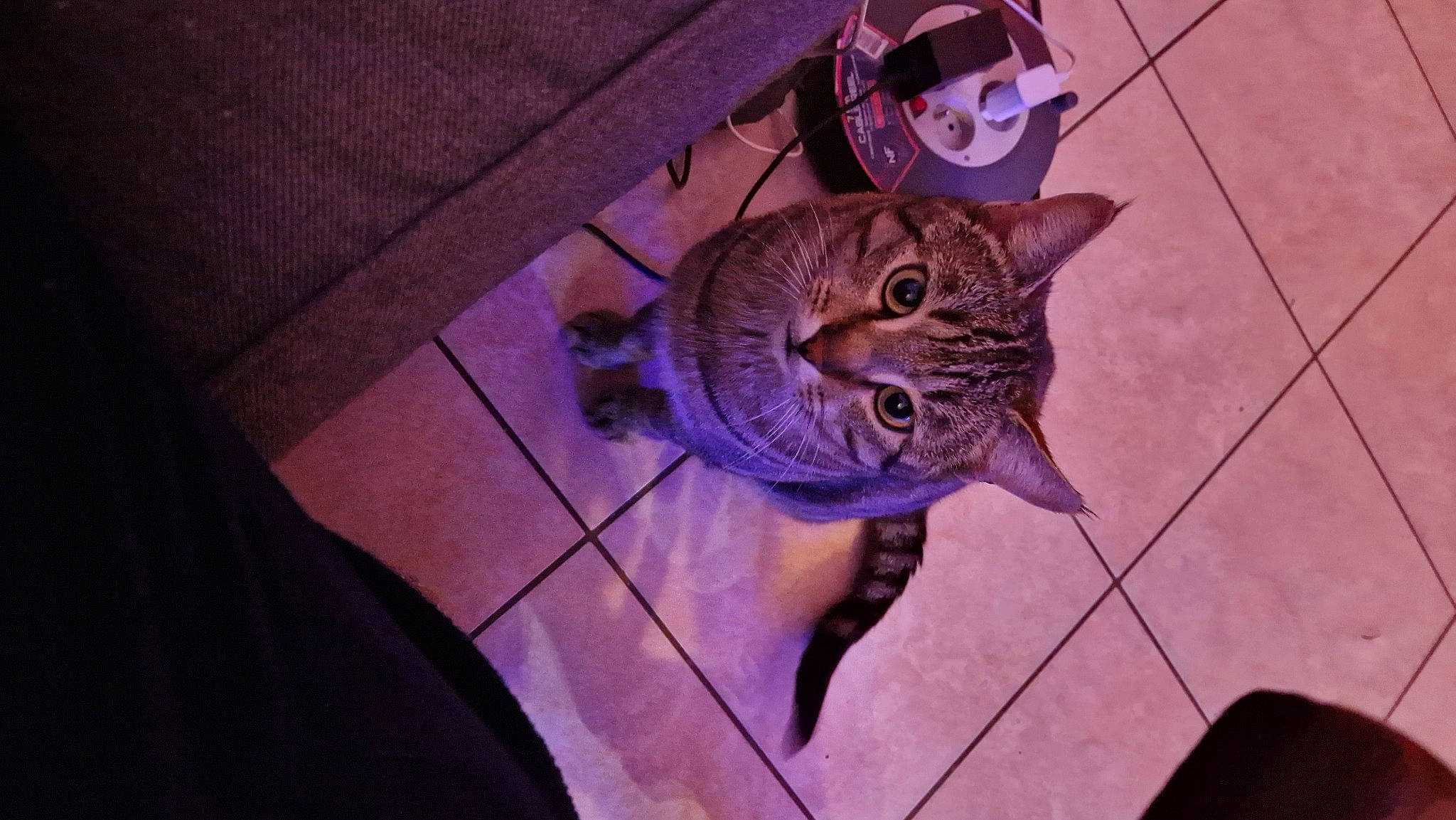 Tigrou a rejoint le concours — aidez-le/la à gagner de superbes lots ! carnivore, cat, comfort, domestic_short_haired_cat, door, electric_blue, fawn, felidae, floor, flooring, fur, hardwood, paw, plant, purple, small_to_medium_sized_cats, snout, tail, whiskers, wood