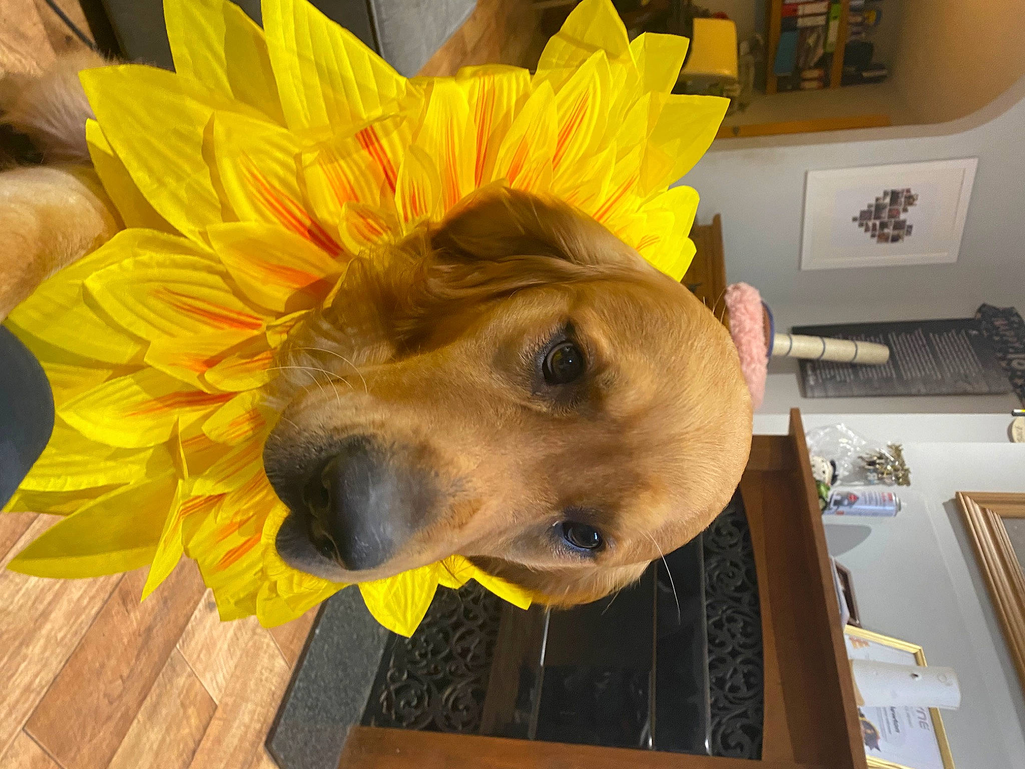 Smithy is registered to the contest to win money with this photo: carnivore, companion_dog, computer_keyboard, dog, dog_breed, dog_clothes, fawn, flooring, flower, fur, hat, input_device, laptop, office_equipment, plant, room, snout, wood, working_animal, yellow