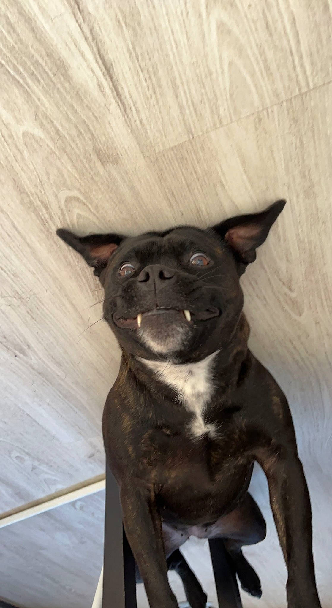 Nokka a rejoint le concours — aidez-le/la à gagner de superbes lots ! ancient_dog_breeds, art, bulldog, canidae, carnivore, companion_dog, dog, dog_breed, dog_collar, fawn, hardwood, non_sporting_group, sculpture, snout, sporting_group, terrestrial_animal, toy_dog, whiskers, wood, working_animal