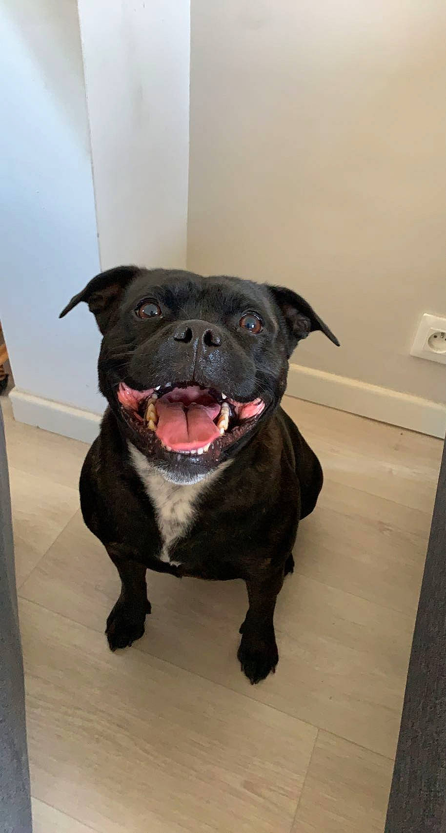 Nokka a rejoint le concours — aidez-le/la à gagner de superbes lots ! art, borador, canidae, carnivore, collar, companion_dog, dog, dog_breed, dog_collar, eye, fawn, fur, jaw, liver, pug, sculpture, sporting_group, terrestrial_animal, whiskers, working_animal