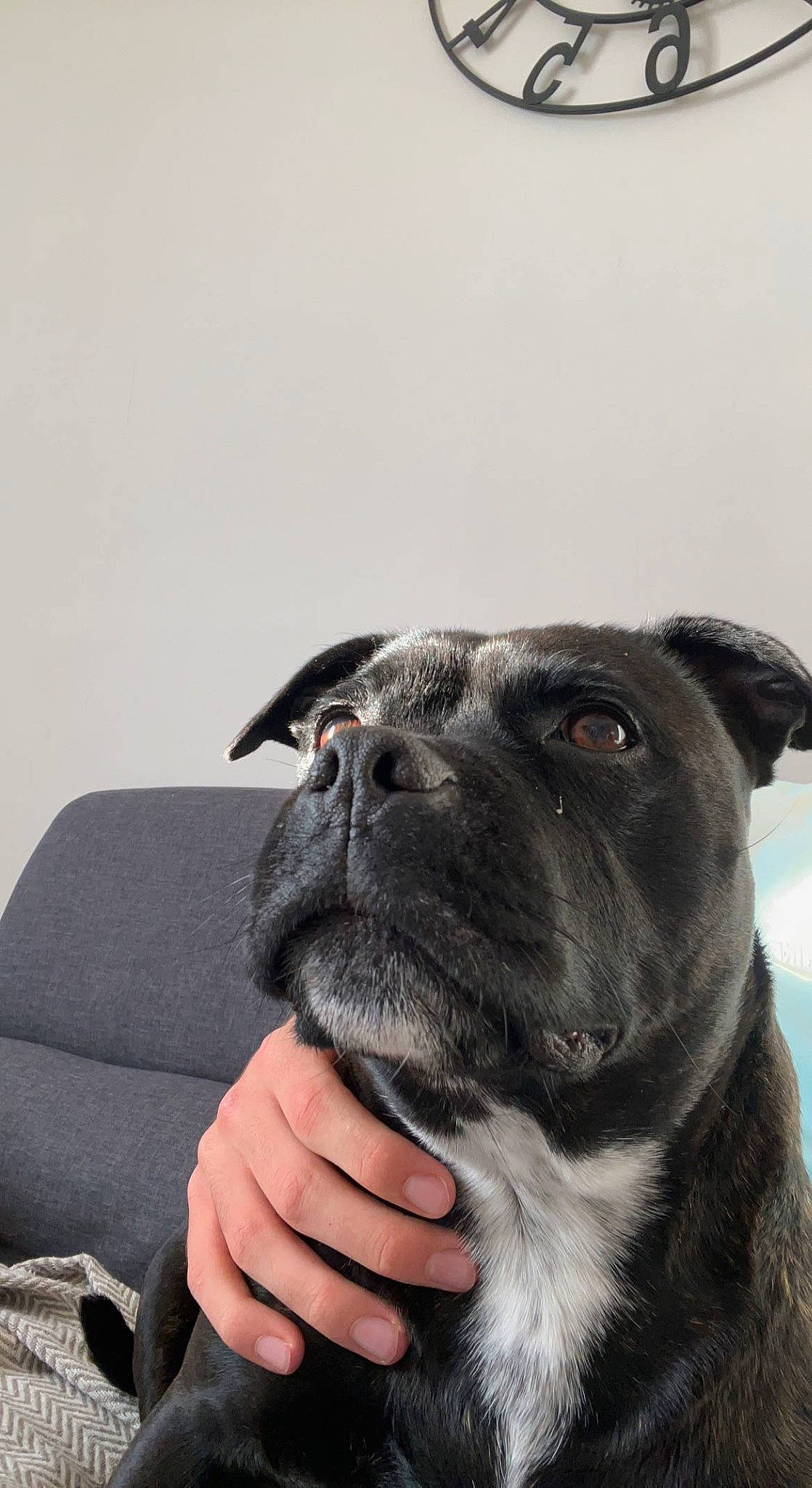 Nokka participe au concours pour gagner de l'argent avec cette photo : boston_terrier, canidae, carnivore, collar, comfort, companion_dog, dog, dog_breed, dog_collar, fawn, fur, guard_dog, molosser, non_sporting_group, snout, sporting_group, whiskers, working_animal, working_dog, wrinkle