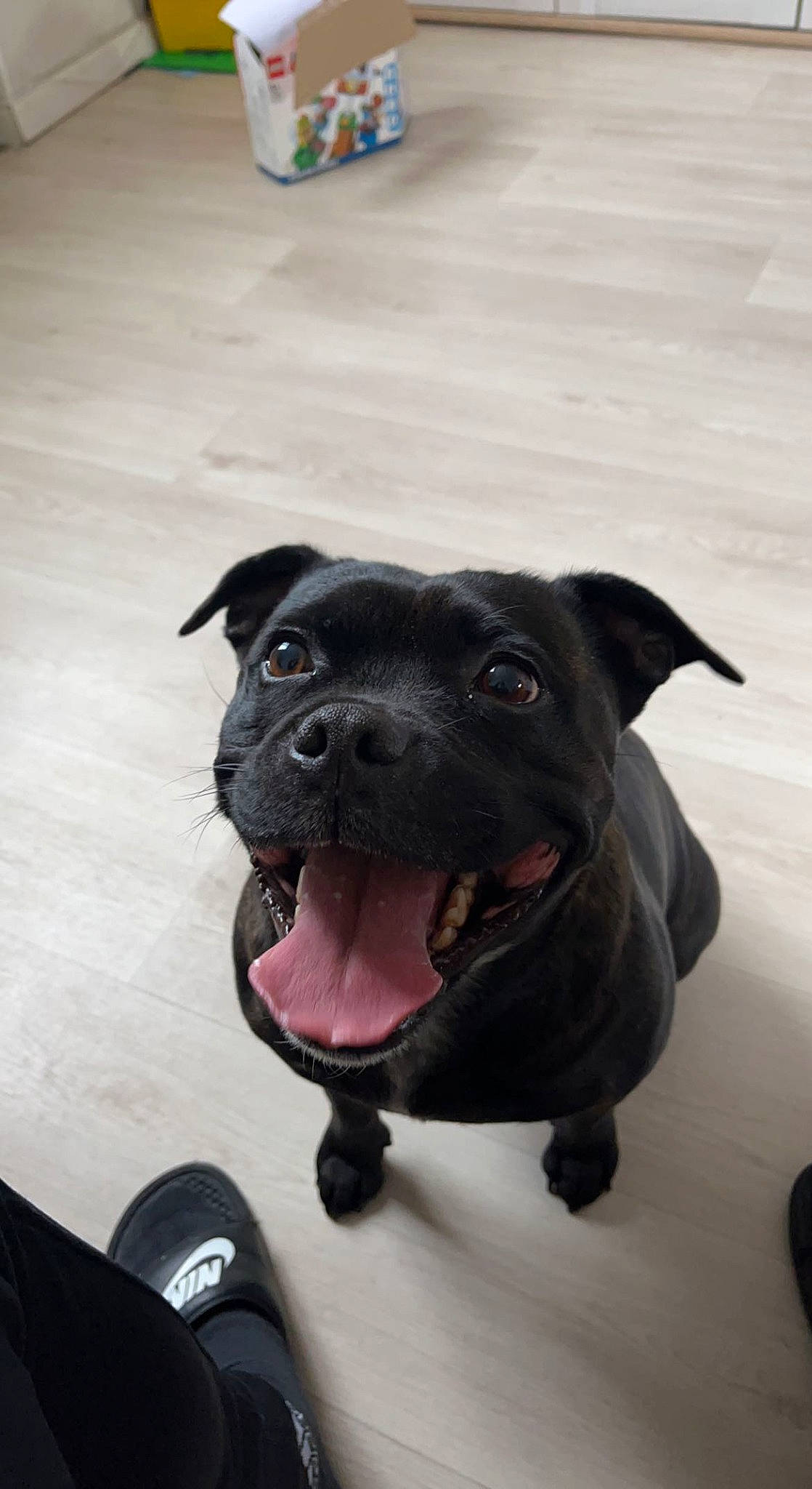 Nokka participe au concours pour gagner de l'argent avec cette photo : borador, canidae, carnivore, collar, companion_dog, dog, dog_breed, dog_collar, fawn, flooring, fur, guard_dog, non_sporting_group, puppy, retriever, snout, sporting_group, whiskers, working_animal, working_dog