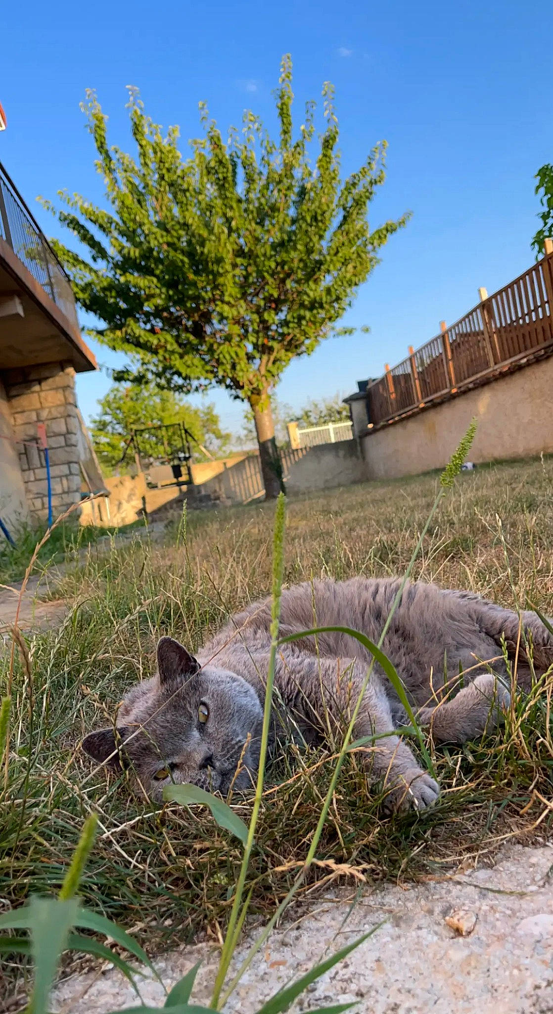 Calypso a rejoint le concours — aidez-le/la à gagner de superbes lots ! biome, garden, grass, groundcover, landscape, leaf, plant, road_surface, rural_area, shrub, sky, snout, soil, spring, terrestrial_animal, tire, tree, vegetation, wilderness, wood
