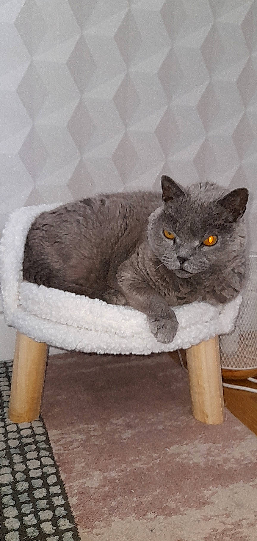 Calypso a rejoint le concours — aidez-le/la à gagner de superbes lots ! carnivore, cat, cat_supply, chair, comfort, domestic_short_haired_cat, felidae, fur, grey, hardwood, natural_material, pet_supply, plant, room, russian_blue, sitting, small_to_medium_sized_cats, tail, whiskers, wood