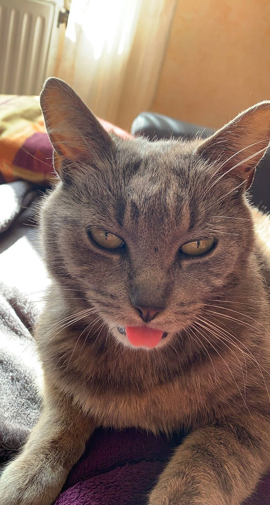 Grigris a rejoint le concours — aidez-le/la à gagner de superbes lots ! carnivore, cat, domestic_short_haired_cat, ear, fang, felidae, fur, paw, small_to_medium_sized_cats, snout, terrestrial_animal, whiskers, wildlife