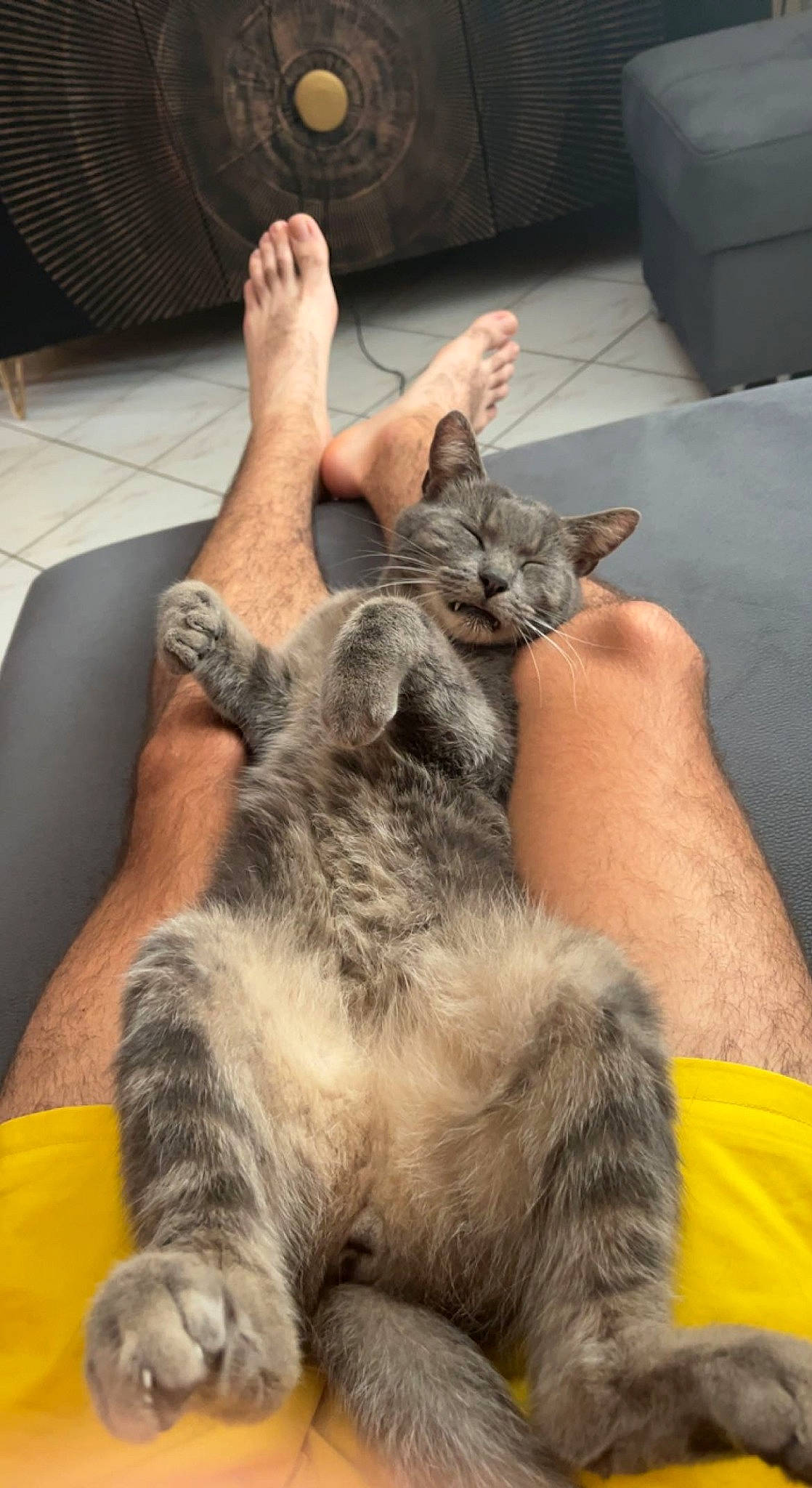 Grigris a rejoint le concours — aidez-le/la à gagner de superbes lots ! carnivore, cat, claw, comfort, couch, domestic_short_haired_cat, felidae, finger, fur, gesture, grey, human_leg, lap, leg, nail, paw, small_to_medium_sized_cats, snout, tail, whiskers