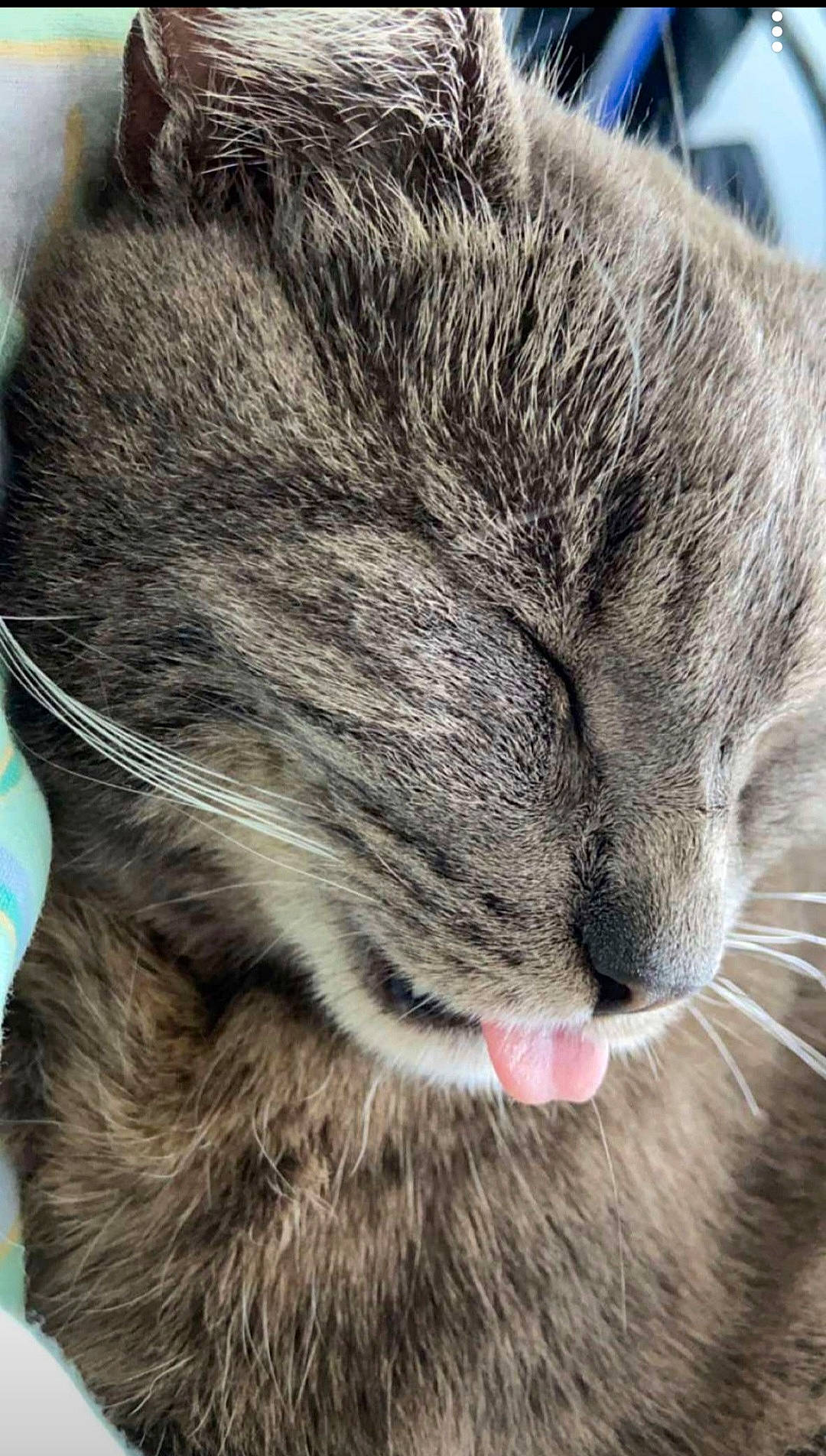 Grigris participe au concours pour gagner de l'argent avec cette photo : carnivore, cat, claw, comfort, domestic_short_haired_cat, ear, eye, felidae, fur, grey, nap, paw, sleep, small_to_medium_sized_cats, terrestrial_animal, whiskers