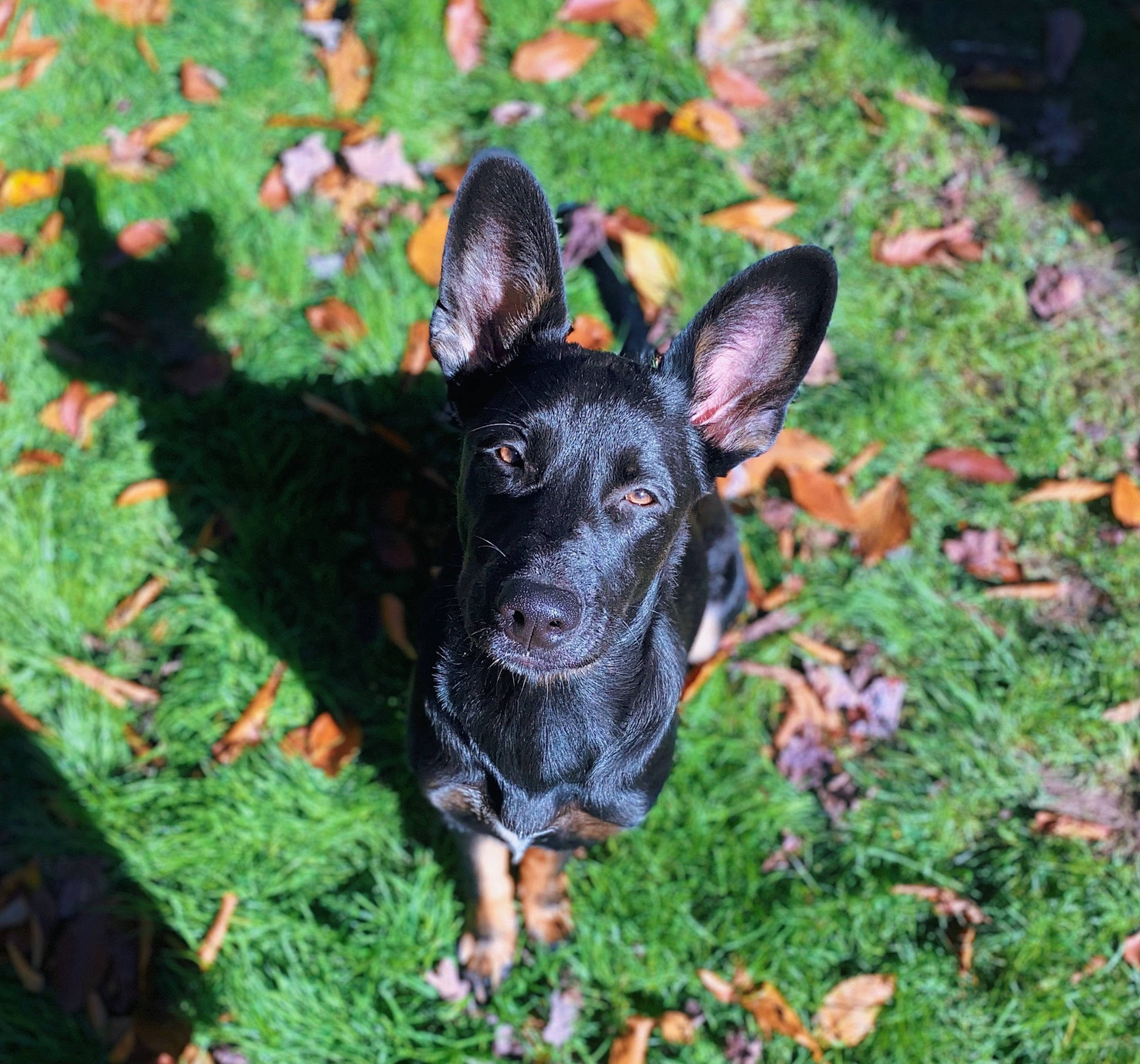 Piper is registered to the contest to win money with this photo: canidae, carnivore, companion_dog, dog, dog_breed, fawn, grass, groundcover, guard_dog, pattern, plant, snout, soil, sporting_group, tail, terrestrial_animal, terrestrial_plant, toy_dog, whiskers, working_animal