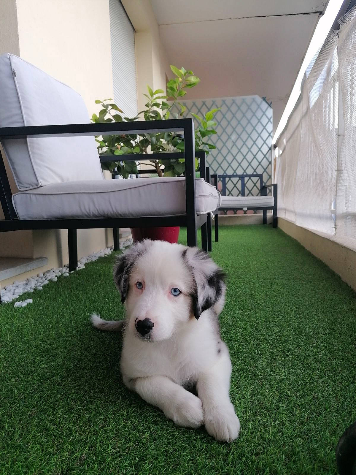 Freeze a rejoint le concours — aidez-le/la à gagner de superbes lots ! ball, canidae, carnivore, companion_dog, dog, dog_breed, floor, flooring, garden, grass, lawn, leisure, outdoor_furniture, plant, room, sporting_group, stairs, tail, working_animal, yard