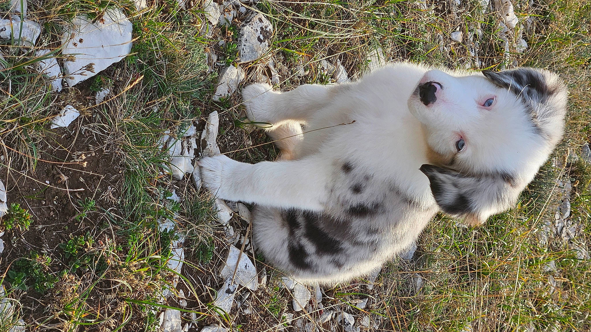 Freeze participe au concours pour gagner de l'argent avec cette photo : canidae, carnivore, cat, collar, companion_dog, dog_breed, fawn, felidae, fur, grass, paw, small_to_medium_sized_cats, snout, soil, sporting_group, tail, terrestrial_animal, whiskers, wildlife