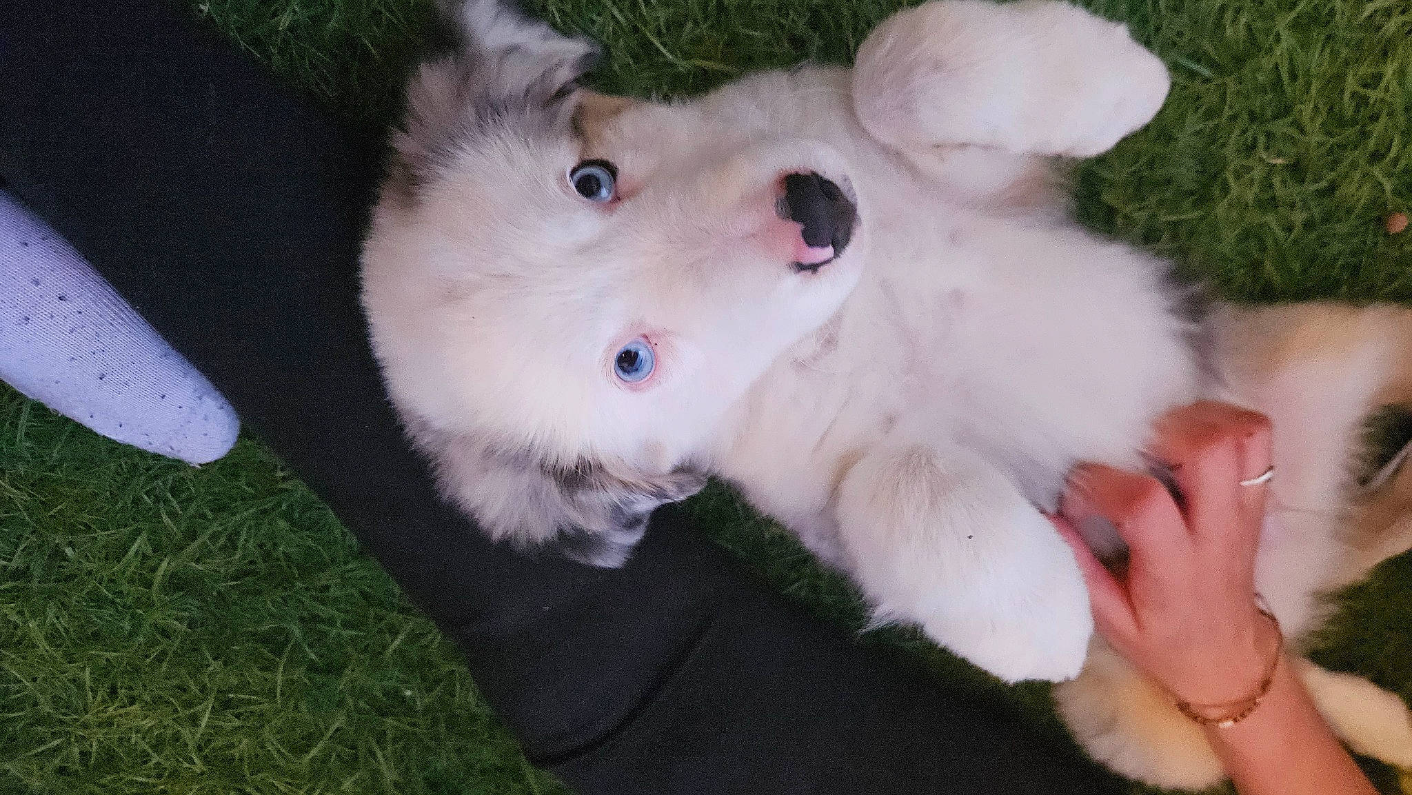 Freeze a rejoint le concours — aidez-le/la à gagner de superbes lots ! canidae, carnivore, collar, companion_dog, dog, dog_breed, fawn, felidae, fur, grass, japanese_spitz, paw, plant, puppy, small_to_medium_sized_cats, snout, sporting_group, tail, whiskers, working_animal