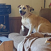Luna is registered to the contest to win money with this photo: dog, couch, blanket, indoor, pet, relaxed, furniture, living_room, wood_paneling, animal, canine, seated, brown_dog, domestic, household, cozy, resting, looking_away, cute, companion