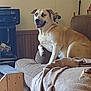 dog, couch, blanket, indoor, pet, relaxed, furniture, living_room, wood_paneling, animal, canine, seated, brown_dog, domestic, household, cozy, resting, looking_away, cute, companion