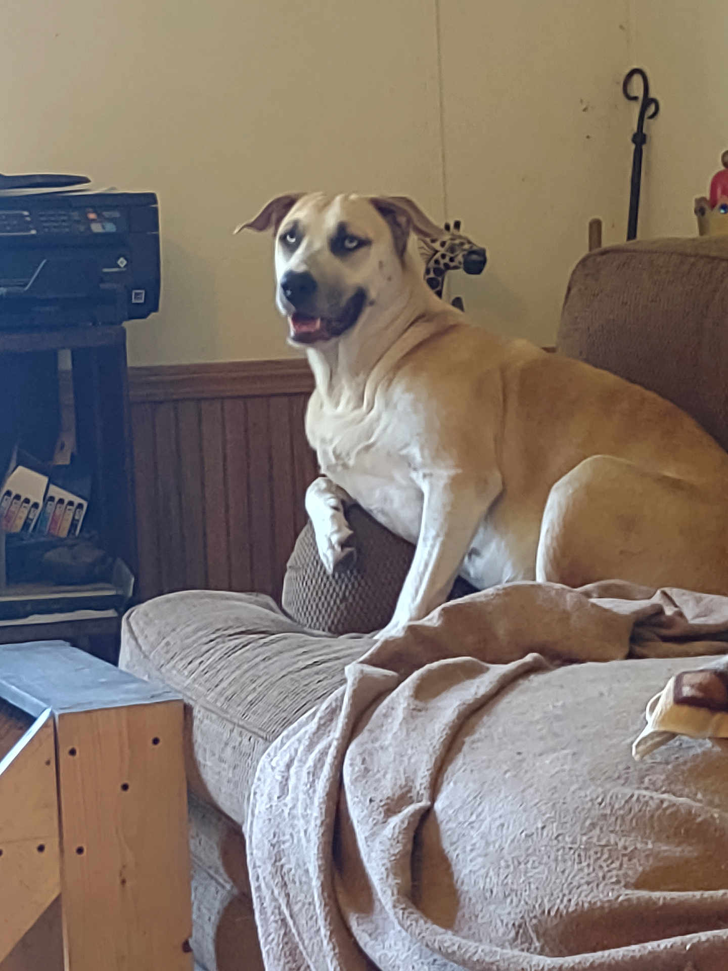 Luna is registered to the contest to win money with this photo: dog, couch, blanket, indoor, pet, relaxed, furniture, living_room, wood_paneling, animal, canine, seated, brown_dog, domestic, household, cozy, resting, looking_away, cute, companion