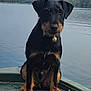 dog, black_dog, tan_dog, boat, lake, water, nature, outdoor, collar, bell, trees, hills, calm, pet, animal, sitting, wooden_boat, canine, adventure, peaceful