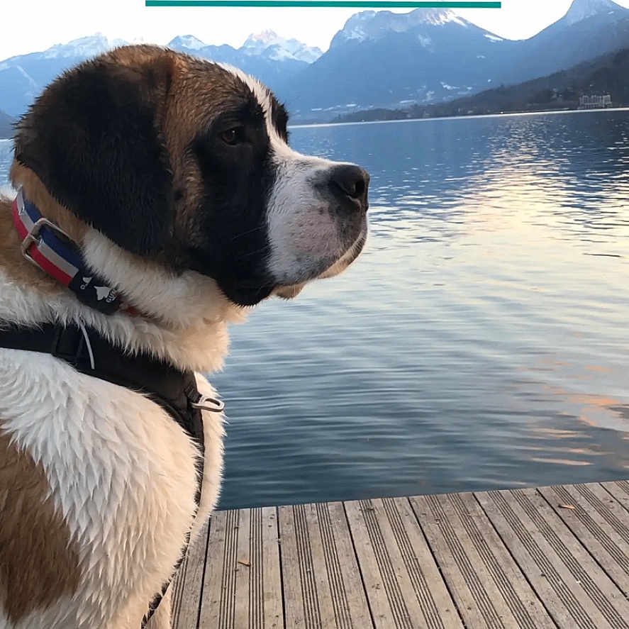 Poppy a rejoint le concours — aidez-le/la à gagner de superbes lots ! animal, architecture, boardwalk, bridge, building, canine, deck, dog, hound, house, lake, nature, outdoors, pet, pier, port, puppy, saintbernard, water, waterfront
