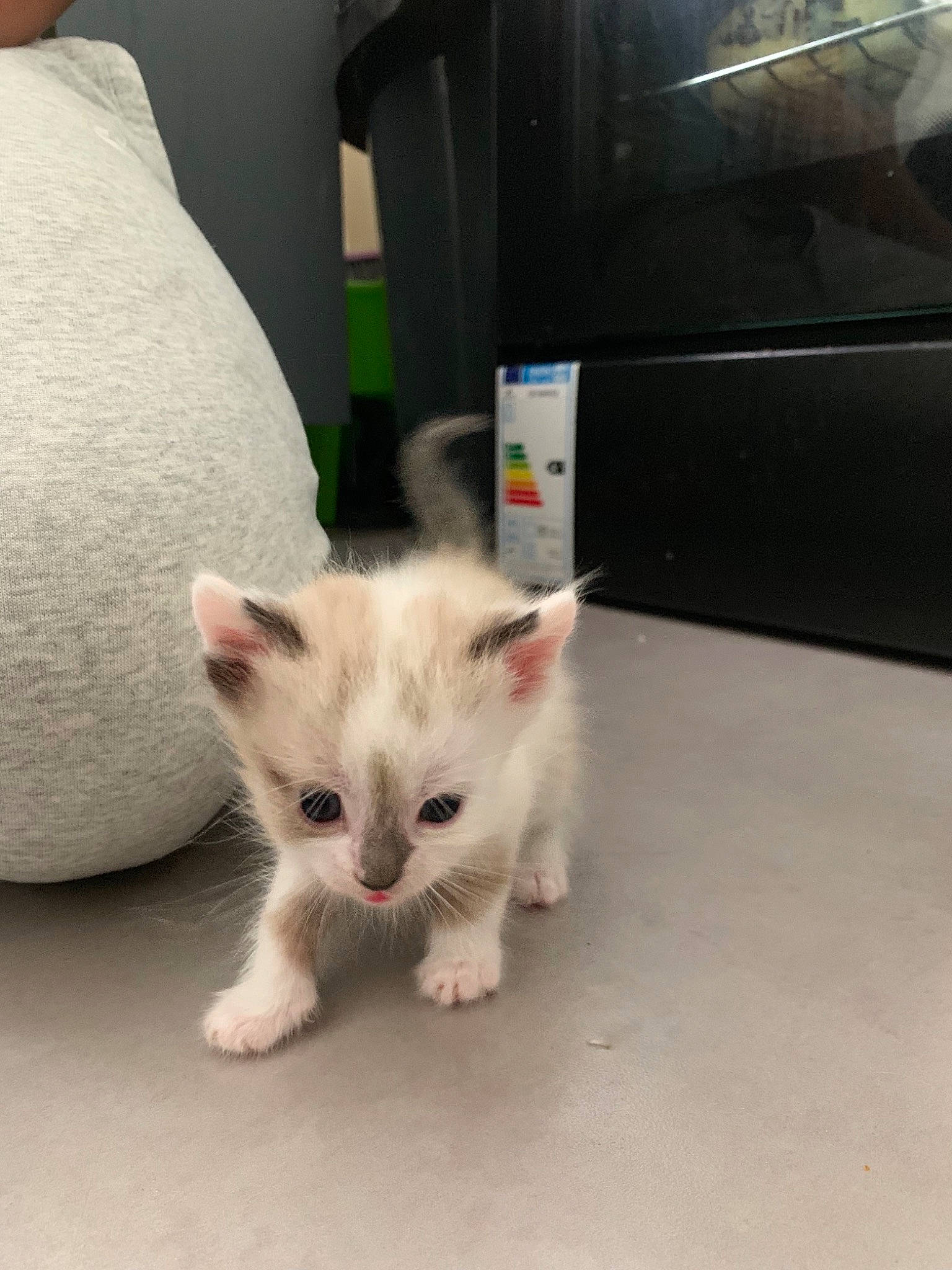 Pila participe au concours pour gagner de l'argent avec cette photo : burmilla, carnivore, cat, colorpoint_shorthair, domestic_short_haired_cat, ear, eye, fawn, felidae, fur, khao_manee, kitten, mammal, ojos_azules, ragdoll, small_to_medium_sized_cats, turkish_angora, turkish_van, vertebrate, whiskers