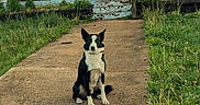 Wyatt is registered to the contest to win money with this photo: dog, black_and_white, sitting, pathway, concrete, house, porch, grass, plants, outdoor, daylight, door, windows, stairs, light, sidewalk, pet, animal, nature, yard