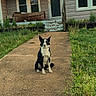 dog, black_and_white, sitting, pathway, concrete, house, porch, grass, plants, outdoor, daylight, door, windows, stairs, light, sidewalk, pet, animal, nature, yard