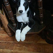 Wyatt joined the competition — help win amazing prizes! puppy, dog, black_and_white, wooden_floor, chair, pet, animal, indoors, cute, young, resting, looking, furniture, paws, curious, domestic, companion, small, cozy, home