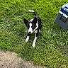dog, grass, outdoor, pet, black_and_white, sidewalk, cooler, animal, canine, nature, summer, greenery, attention, sitting, collar, daylight, playful, companion, paw, fur