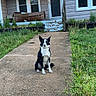 Wyatt joined the competition — help win amazing prizes! dog, black_and_white, sitting, pathway, concrete, grass, overgrown, house, porch, porch_light, door, windows, outdoor, pet, canine, yard, residential, quiet, evening, nature
