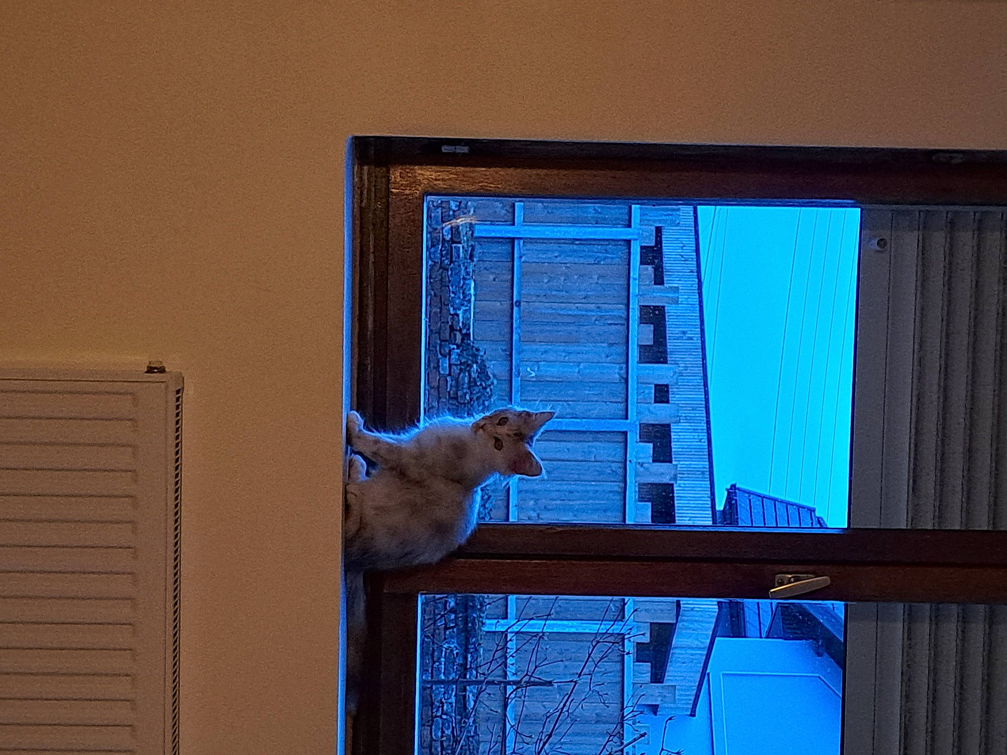 Indiana a rejoint le concours — aidez-le/la à gagner de superbes lots ! building, carnivore, cat, computer, computer_hardware, computer_monitor, computer_monitor_accessory, desktop_computer, display_device, felidae, flat_panel_display, gadget, multimedia, output_device, peripheral, personal_computer, rectangle, small_to_medium_sized_cats, window, wood