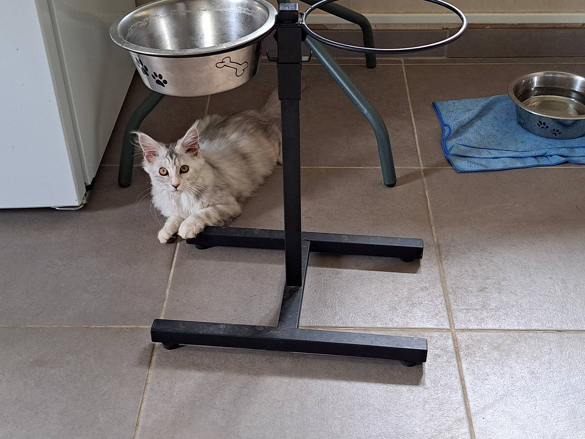 Indiana participe au concours pour gagner de l'argent avec cette photo : carnivore, cat, companion_dog, domestic_short_haired_cat, felidae, floor, flooring, fur, gas, grey, hardwood, metal, scale, serveware, small_to_medium_sized_cats, table, tableware, tail, whiskers, wood