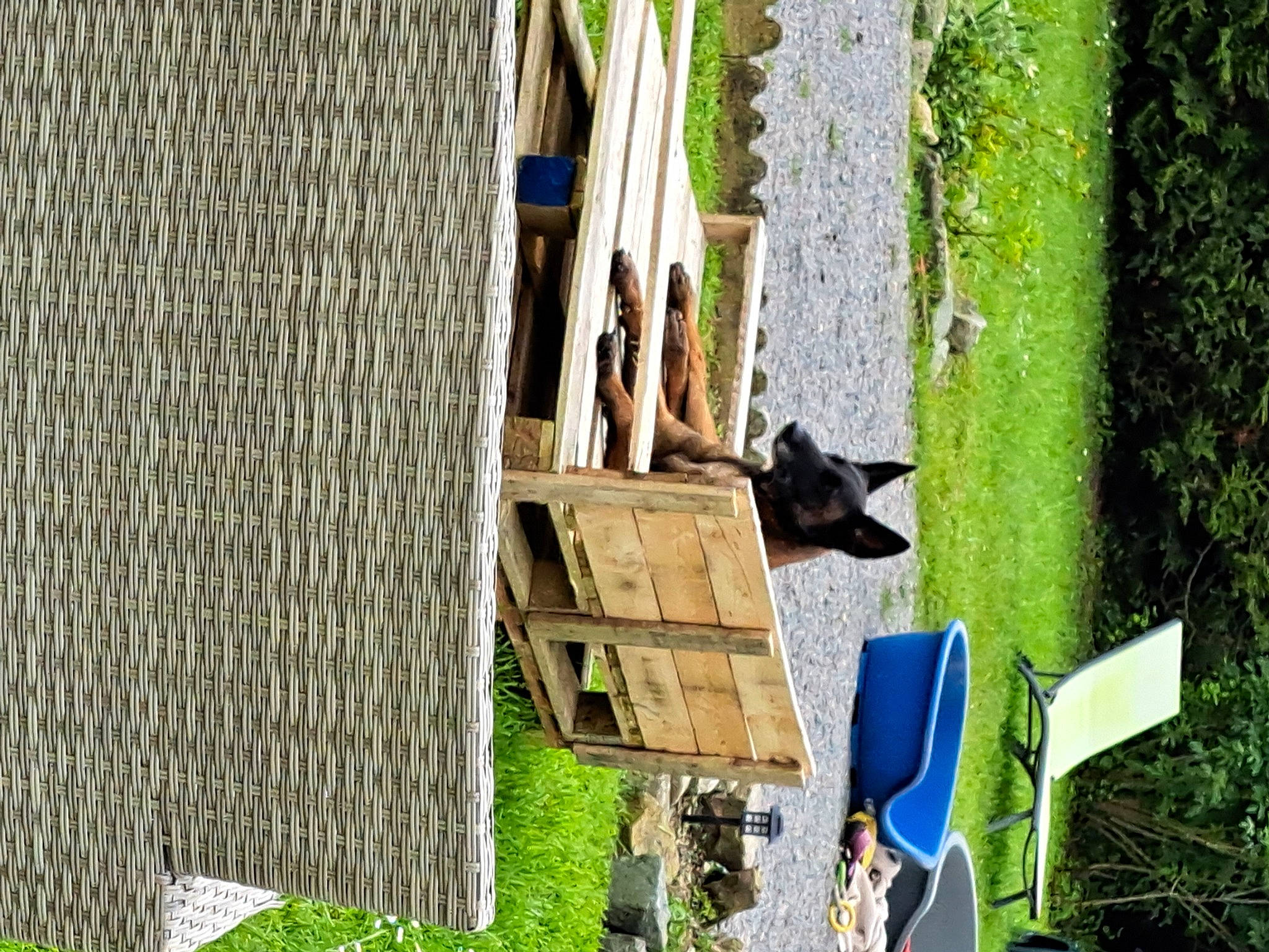 Praline participe au concours pour gagner de l'argent avec cette photo : art, carnivore, dog, dog_breed, grass, grass_family, green, landscape, leisure, plant, soil, tree, trunk, wood